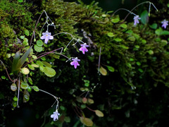 Impatiens agumbeana