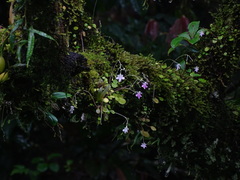 Impatiens agumbeana
