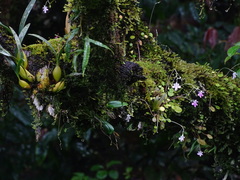 Impatiens agumbeana