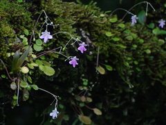 Impatiens agumbeana