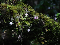 Impatiens agumbeana