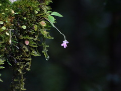 Impatiens agumbeana