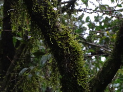 Impatiens agumbeana