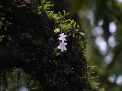 Impatiens agumbeana