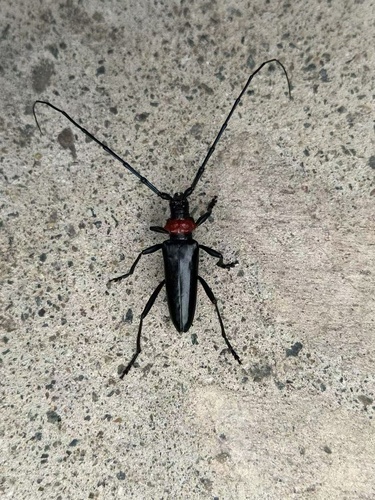Red necked longhorn beetle