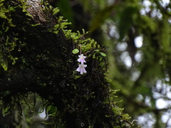 Impatiens agumbeana