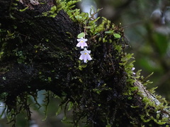 Impatiens agumbeana