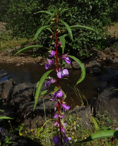 Impatiens balsamina
