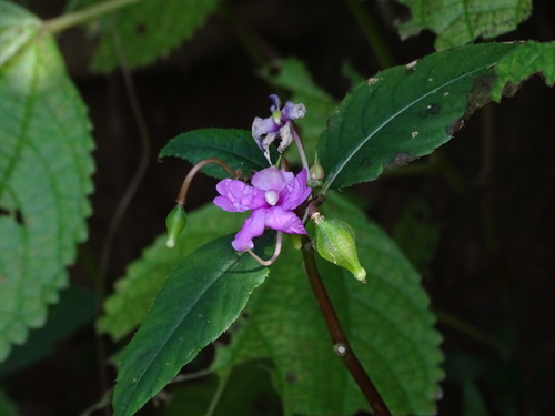 Impatiens balsamina