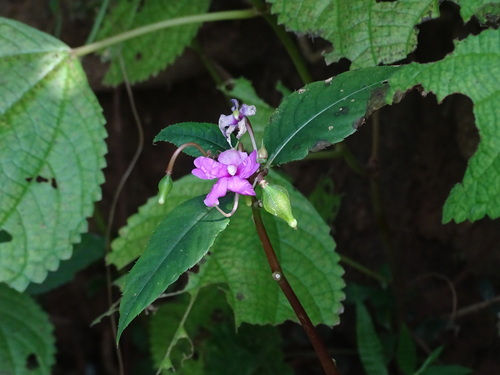 Impatiens balsamina
