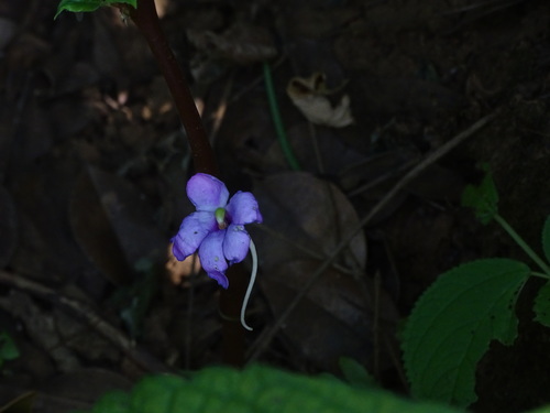Impatiens balsamina