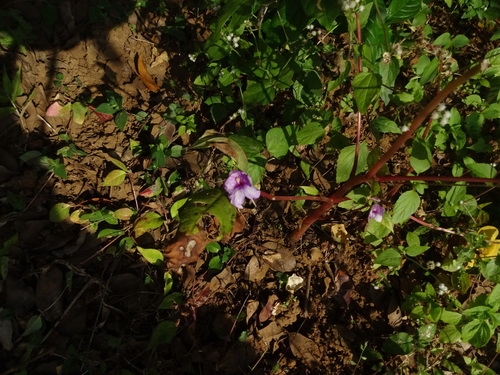 Impatiens balsamina