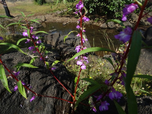 Impatiens balsamina