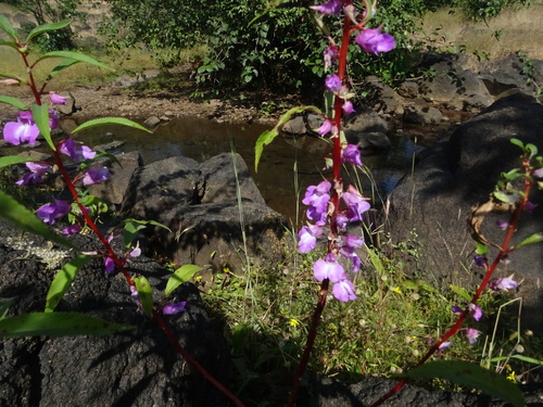 Impatiens balsamina