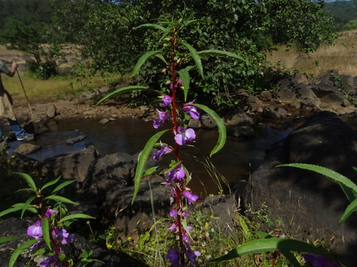 Impatiens balsamina