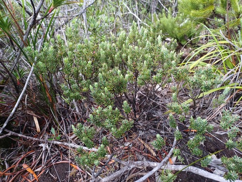 Styphelia longistylis observed 2025-02-01