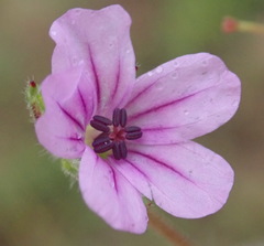 Geranium ornithopodon