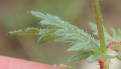 Geranium ornithopodon