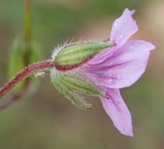 Geranium ornithopodon
