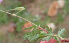 Geranium ornithopodon