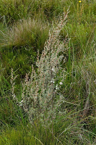 Leptospermum myrtifolium, photograph 6
