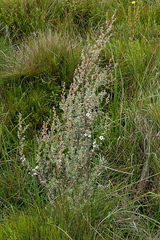 Leptospermum myrtifolium, photograph (c) Max Campbell, some rights reserved (CC BY)