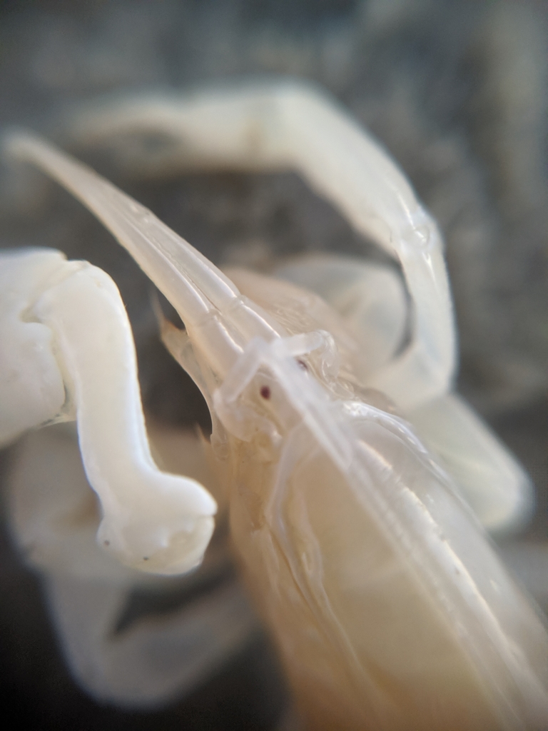 Adult female with developed ovaries in the ghost shrimp Callichirus