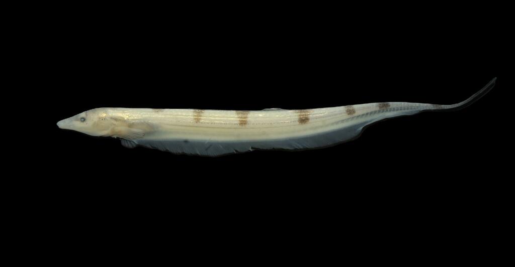 Gymnorhamphichthys britskii