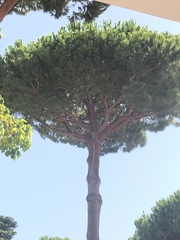 Pinus pinea