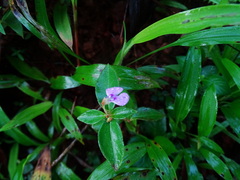 Impatiens minor
