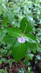 Impatiens minor