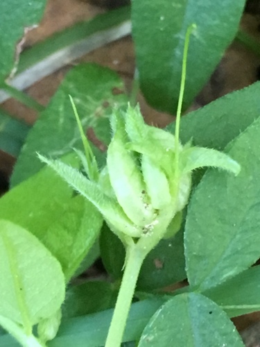 Dasineura viciae