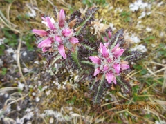 Pedicularis hirsuta