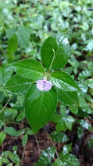 Impatiens minor