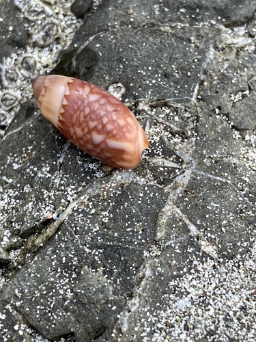 Olivella tergina, 2025-02-18