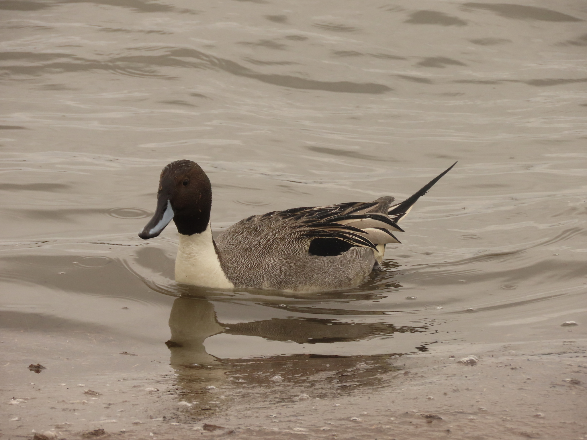 Northern Pintail