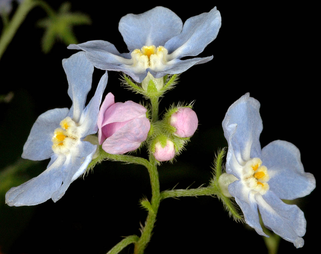 Hackelia diffusa var. diffusa