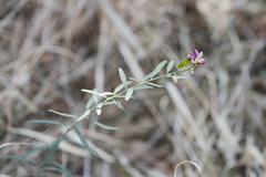 Rhinotropis cornuta fishiae