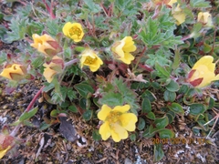 Potentilla hyparctica