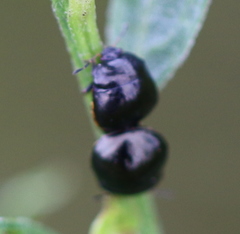 Coptosoma scutellatum