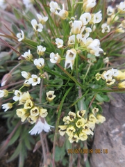 Draba lactea