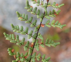 Cheilanthes induta