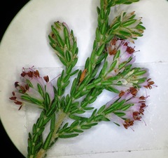 Erica ecklonii