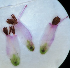Erica ecklonii