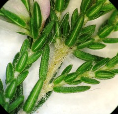 Erica ecklonii