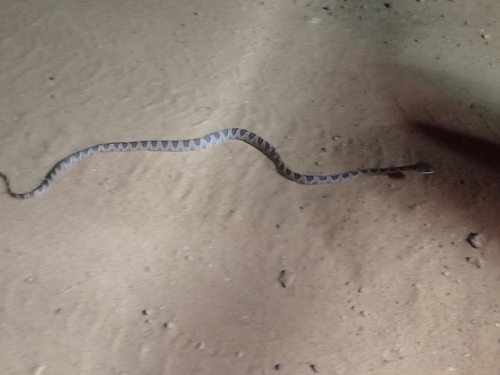 Paraiba Cat-eyed Snake