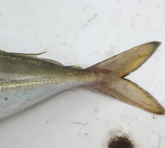 Decapterus muroadsi