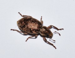 Cycloderes canescens