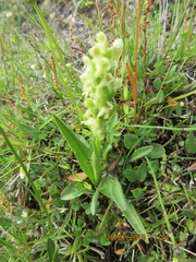 Platanthera hyperborea