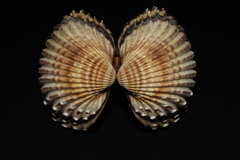 Acanthocardia tuberculata image